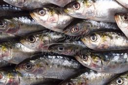 Image du Maroc Professionnelle de  Arrivée des sardines fraiches dans une conserverie à Agadir, ville située au sud du Maroc, Vendredi 23 Août 2002. (Photo / Abdeljalil Bounhar) 